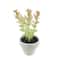Assorted Micro Premade Succulent, 1pc. by Ashland®